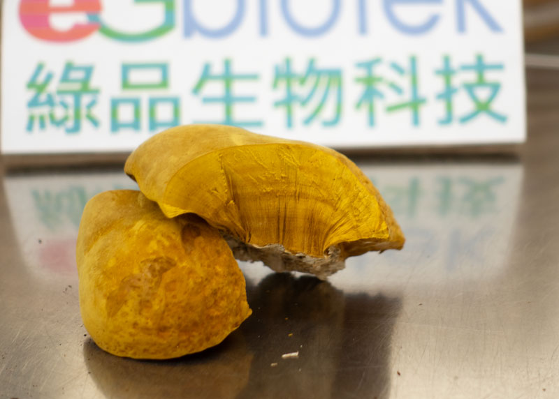 綠品培育桑黃子實體與切面實拍